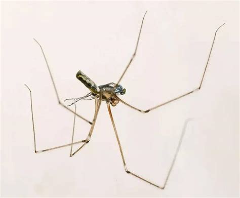 家裡蜘蛛很多 楣樑是什麼